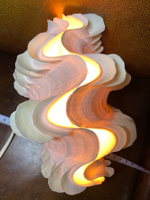 ヒレジャコガイのランプ