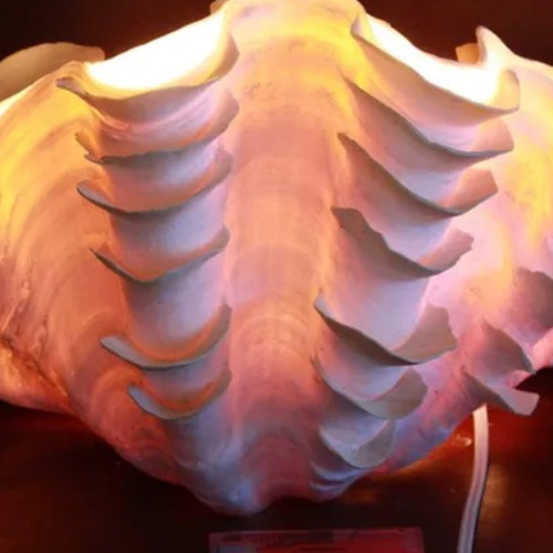 おきなわ小浜島産ヒレシャコ貝ランプ