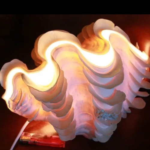 おきなわ小浜島産ヒレシャコ貝ランプ