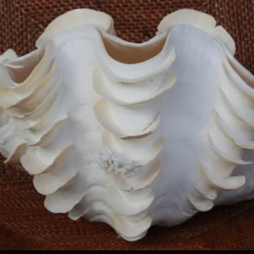 おきなわ小浜島産ヒレシャコ貝ランプ おきなわ小浜島産ヒレシャコ貝ランプ