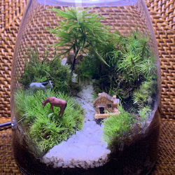 ミングマ様オーダー分 2個 苔テラリウム コケリウム 苔リウム 苔盆栽