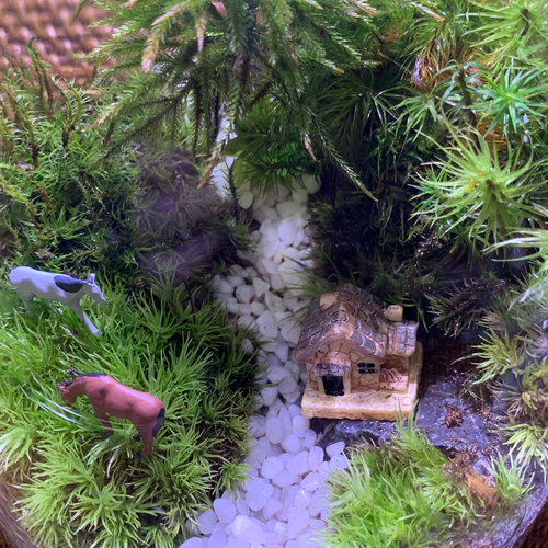 ❣️苔アート❣️ハラダ様オーダー専用❣️苔リューム❣️送料込み❣️ ?media_id=3078990290444089121