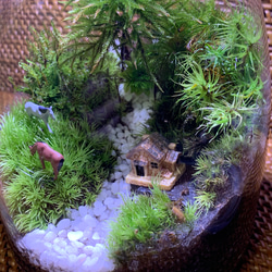 ミングマ様オーダー分 2個 苔テラリウム コケリウム 苔リウム 苔盆栽 苔アート 苔 観葉植物 3枚目の画像