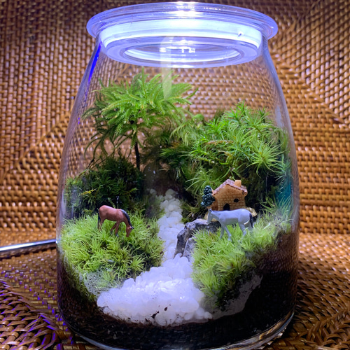 ミングマ様オーダー分 2個 苔テラリウム コケリウム 苔リウム 苔 ミングマ様オーダー分 2個 苔テラリウム コケリウム 苔リウム 苔