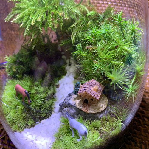 ミングマ様オーダー分 2個 苔テラリウム コケリウム 苔リウム 苔 ミングマ様オーダー分 2個 苔テラリウム コケリウム 苔リウム 苔