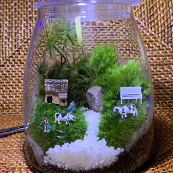 苔テラリウム コケリウム 苔リウム 苔盆栽 苔アート 苔 観葉植物 1枚目の画像