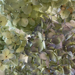 【数量限定】ドライ紫陽花のスワッグ　約26cm   〜ドライフラワー  花束   ボタニカル 5枚目の画像