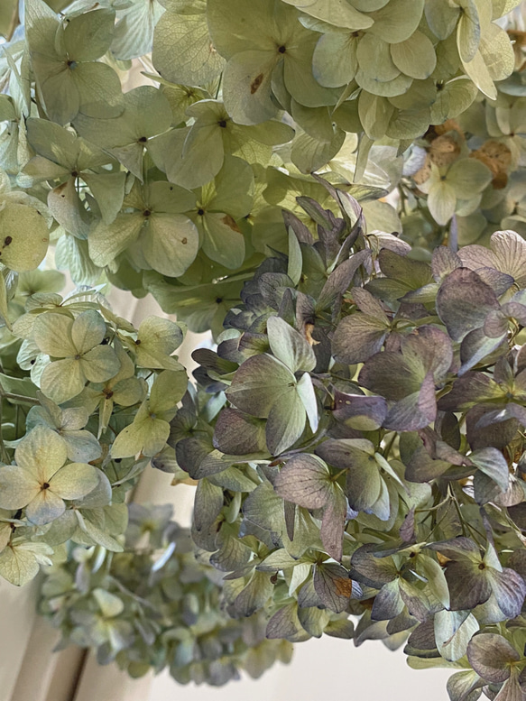 【数量限定】ドライ紫陽花のスワッグ　約26cm   〜ドライフラワー  花束   ボタニカル 5枚目の画像