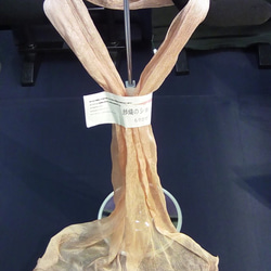 紗織のショール　富岡の絹　天然染色　茜 1枚目の画像