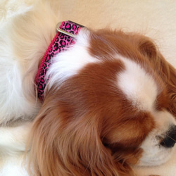小型犬首輪　海外輸入の鮮やかなピンクのヒョウ柄首輪 3枚目の画像