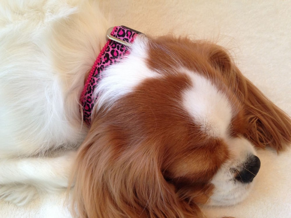 小型犬首輪　海外輸入の鮮やかなピンクのヒョウ柄首輪 3枚目の画像