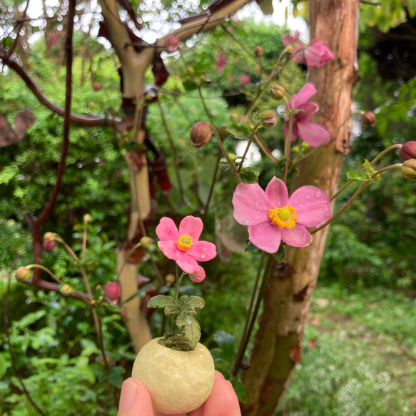 5790.bud 粘土の鉢植え シュウメイギク 5枚目の画像