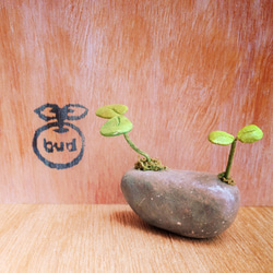 125. bud 粘土の鉢植え 1枚目の画像