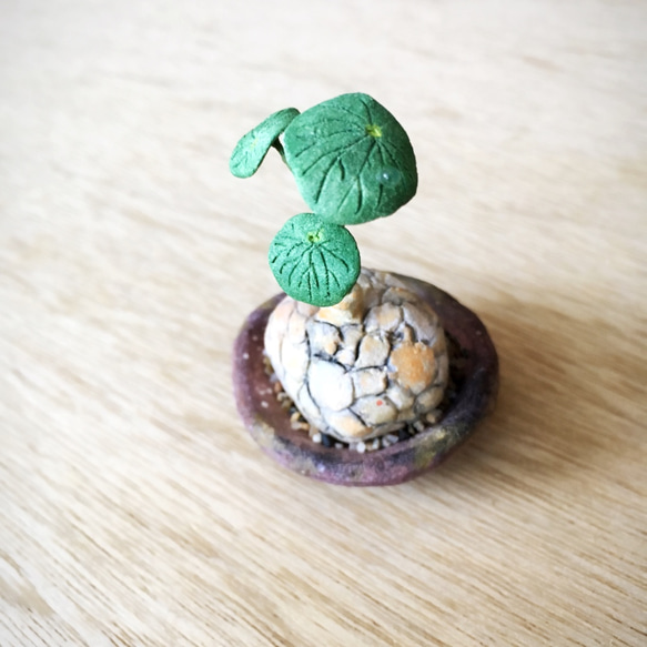 1990.［ゆめぷうさま専用］bud 粘土の鉢植え ステファニア・ヴァノサ 2枚目の画像