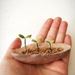 3785.bud 粘土の鉢植え 背の順 5枚目の画像