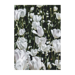 White tulip / P076 / ポスター 3枚目の画像