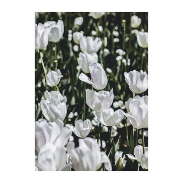 White tulip / P076 / ポスター 3枚目の画像