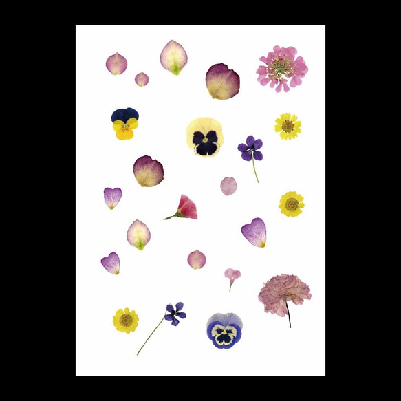 春の花びら / C015 /透明ポスター 2枚目の画像