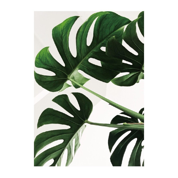 Monstera / P067 / ポスター 4枚目の画像