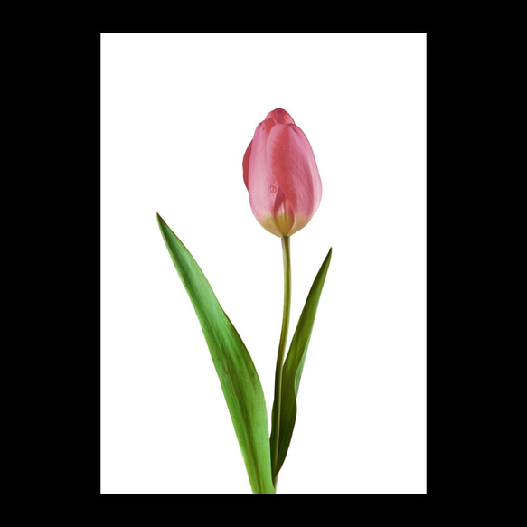 Pink Tulip / C019 / 透明ポスター 2枚目の画像
