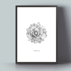 アートポスター/Echeveria  monochrome　おしゃれインテリア・北欧、モノトーン好きの方に☆ 3枚目の画像