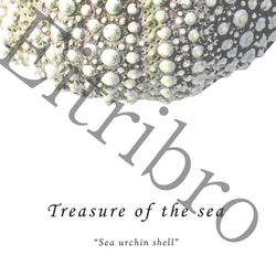 アートポスター/ Sea urchin shell　おしゃれインテリア・北欧、モノトーン好きの方に☆ 4枚目の画像