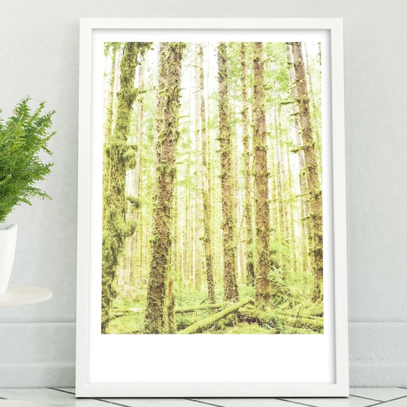 アートポスター / Shining forest  おしゃれインテリア・北欧、モノトーン好きの方に☆ 1枚目の画像