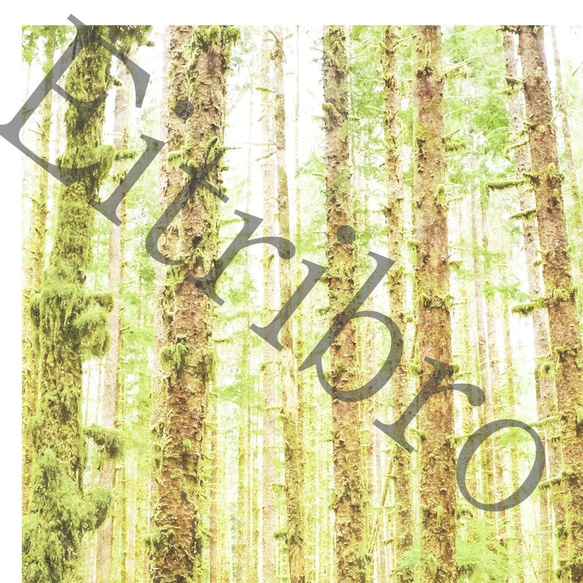 アートポスター / Shining forest  おしゃれインテリア・北欧、モノトーン好きの方に☆ 3枚目の画像