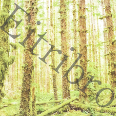 アートポスター / Shining forest  おしゃれインテリア・北欧、モノトーン好きの方に☆ 4枚目の画像