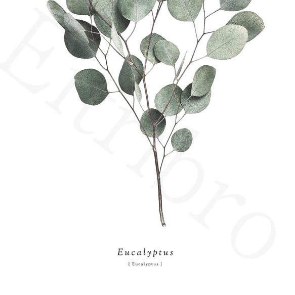 アートポスター / S.eucalyptus  おしゃれインテリア・北欧、モノトーン好きの方に☆ 4枚目の画像