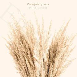 アートポスター / Pampas grass No.2 おしゃれインテリア・北欧、モノトーン好きの方に☆ 3枚目の画像