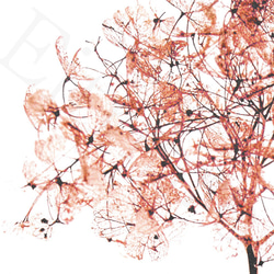 アートポスター/ Coral dry flower  おしゃれインテリア・北欧、モノトーン好きの方に☆ 3枚目の画像