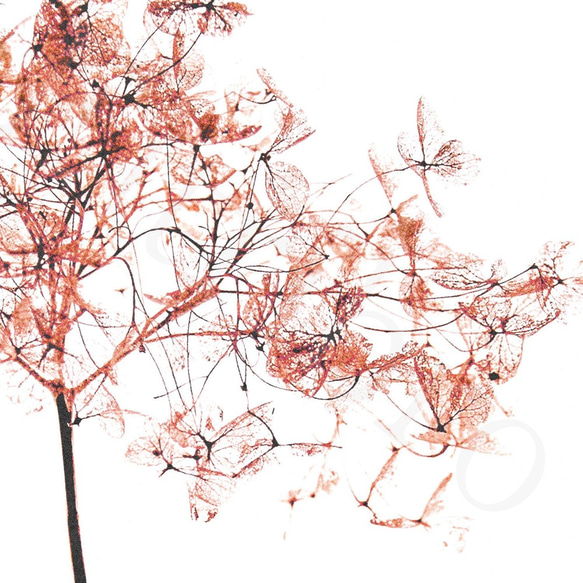 アートポスター/ Coral dry flower  おしゃれインテリア・北欧、モノトーン好きの方に☆ 4枚目の画像