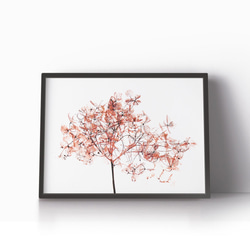 アートポスター/ Coral dry flower  おしゃれインテリア・北欧、モノトーン好きの方に☆ 5枚目の画像