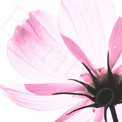 アートポスター/ Transparent flower  おしゃれインテリア・北欧、モノトーン好きの方に☆ 3枚目の画像