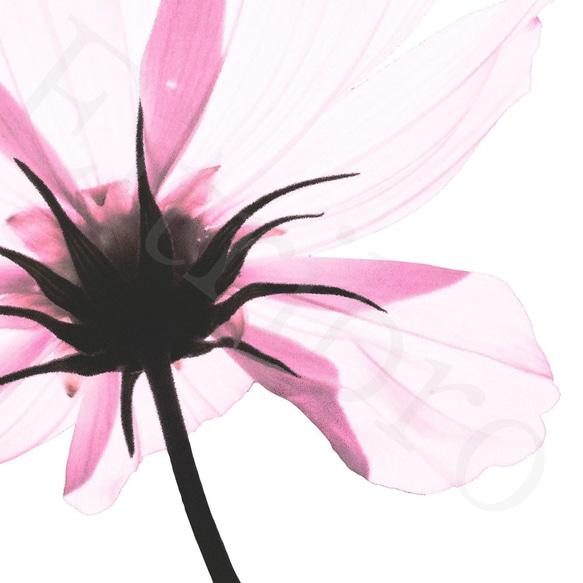 アートポスター/ Transparent flower  おしゃれインテリア・北欧、モノトーン好きの方に☆ 4枚目の画像