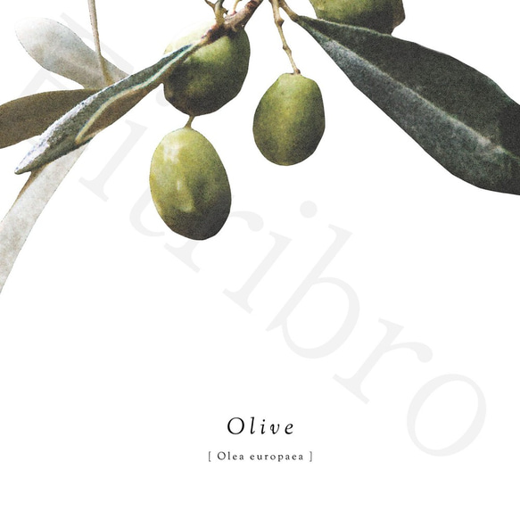 アートポスター/ Olive  おしゃれインテリア・北欧、モノトーン好きの方に☆ 4枚目の画像