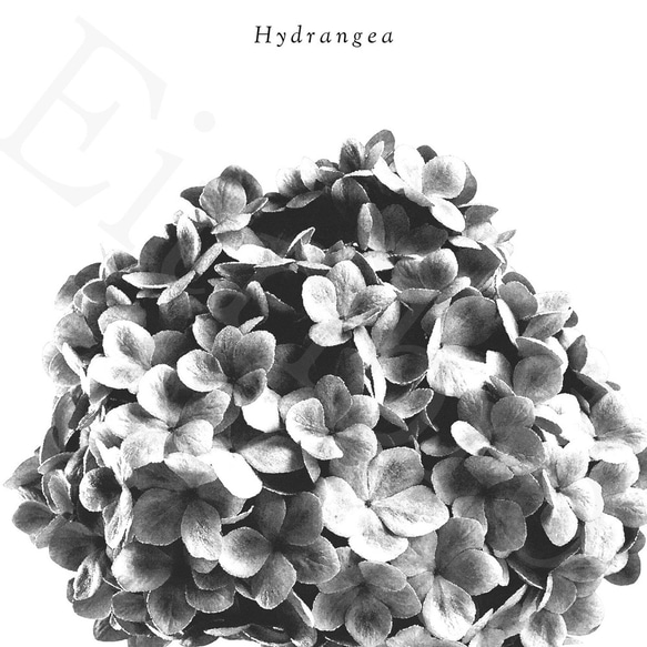 アートポスター/ S.hydrangea mono おしゃれインテリア・北欧、モノトーン好きの方に☆ 3枚目の画像