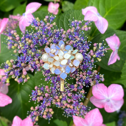 繡球花小馬鉤發鉤髮箍 非常適合雨季的禮物：繡球花 繡球花 第7張的照片