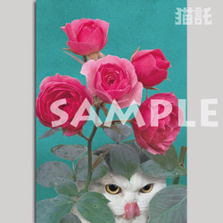 Nekotaku cat picture postcard 3-sheet set angel rose 第2張的照片