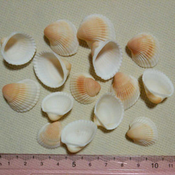 貝殻セット 1枚目の画像