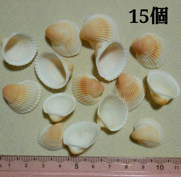 貝殻セット 2枚目の画像