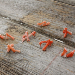 Hawaiian Deep Sea Coral Stud Earrings w/K10Goldハワイ産深海サンゴのピアス 3枚目の画像