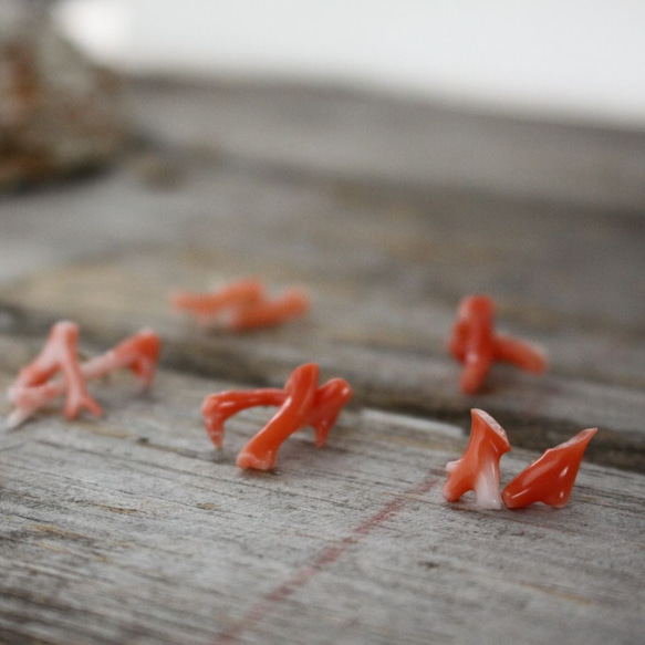 Hawaiian Deep Sea Coral Stud Earrings w/K10Goldハワイ産深海サンゴのピアス 4枚目の画像