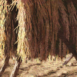 「稲干し」　はぜ掛け　田んぼ　実りの秋 3枚目の画像