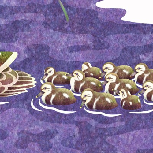 カルガモ親子」子ガモ 行列 ハス イラスト イラスト kura-katsu 通販