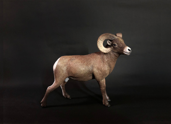 洛磯山大角羊 擬真動物模型 1/10 第1張的照片
