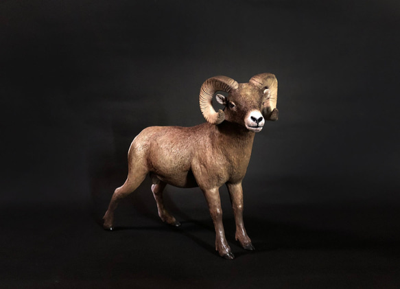 洛磯山大角羊 擬真動物模型 1/10 第2張的照片