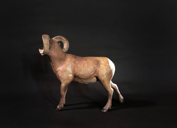 洛磯山大角羊 擬真動物模型 1/10 第3張的照片