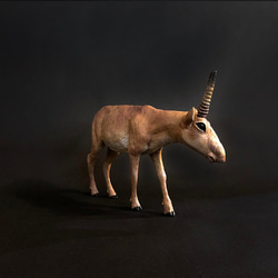 高鼻羚羊 擬真動物模型 1/10 第3張的照片